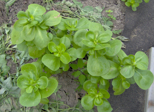 Yellow Purslane - Organic - Greta's Family Gardens