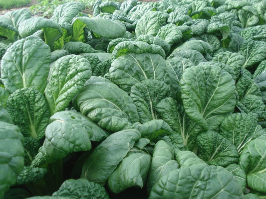 Yukina Savoyed Mustard Greens - Organic - Greta's Family Gardens