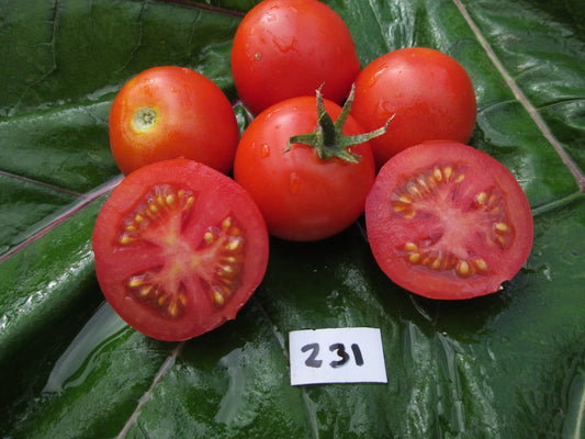 Yukon Tomato - Organic - Greta's Family Gardens