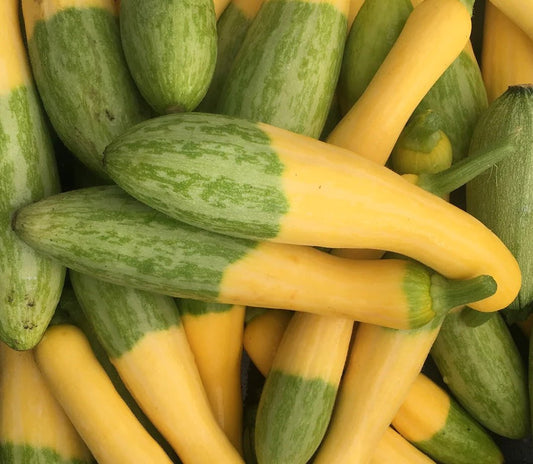 Zephyr Yellow Summer Squash - Greta's Family Gardens