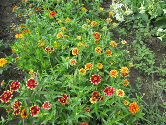 Zinnia Carpet Mix - Greta's Family Gardens