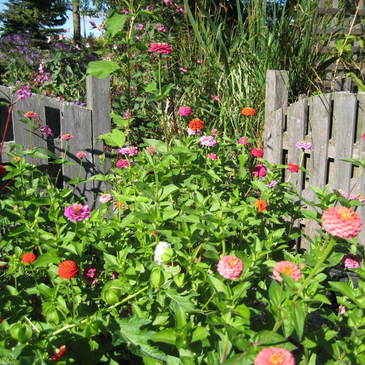 Zinnia State Fair - Organic - Greta's Family Gardens