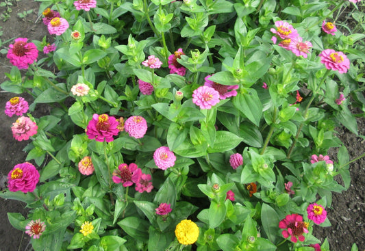 Zinnia Sunbow flower - Organic - Greta's Family Gardens