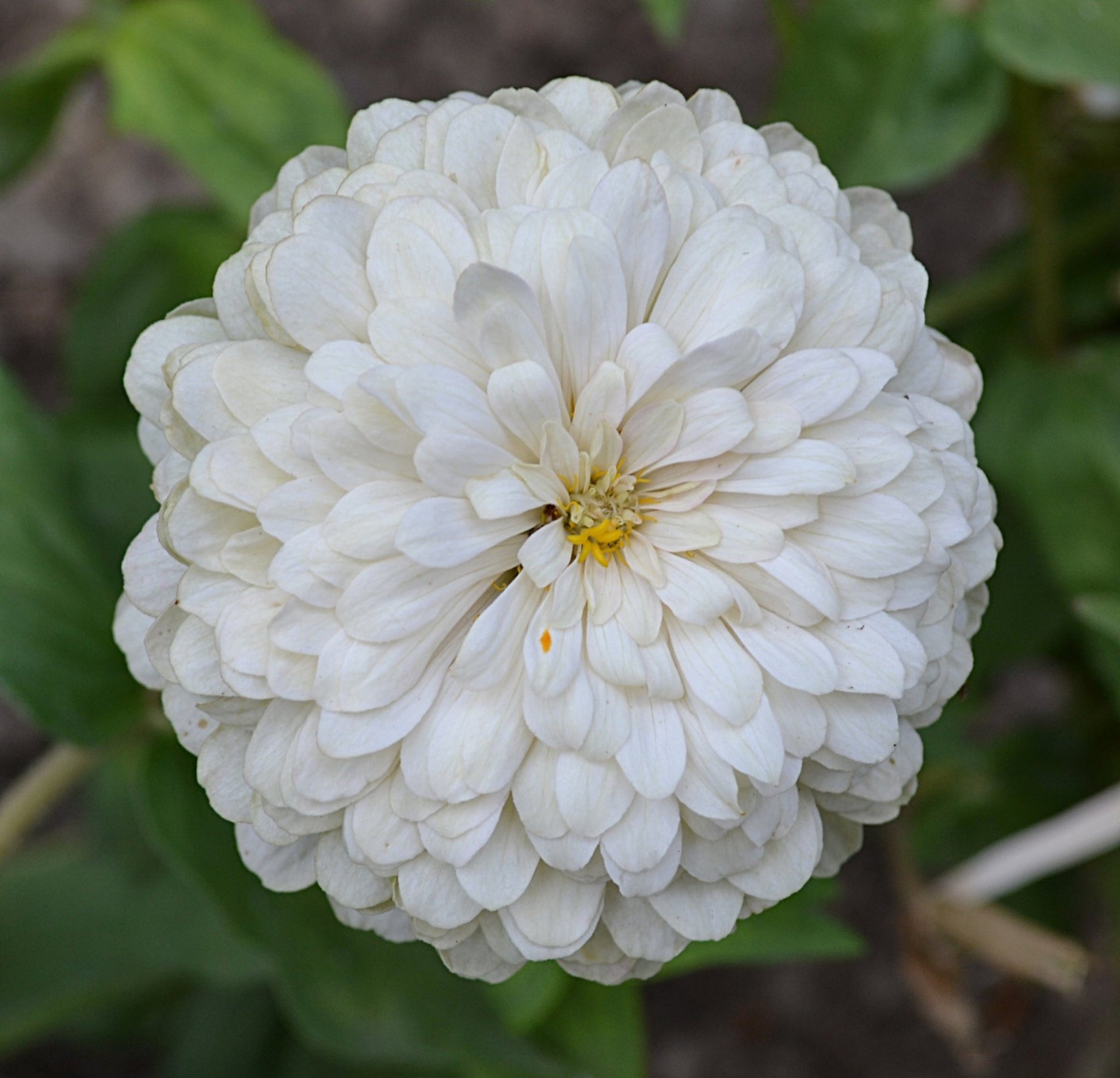 Zinnia White - Greta's Family Gardens