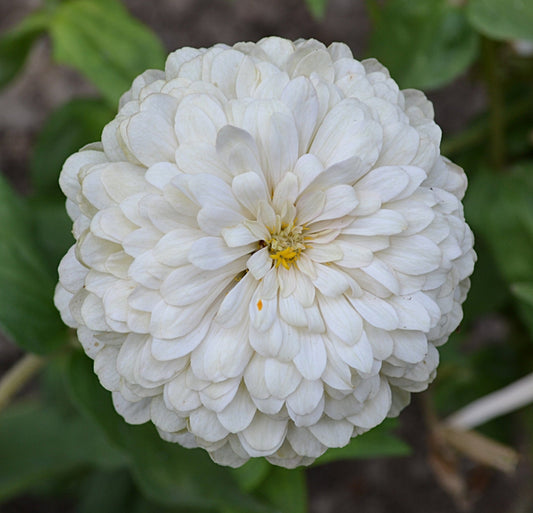 Zinnia White - Greta's Family Gardens