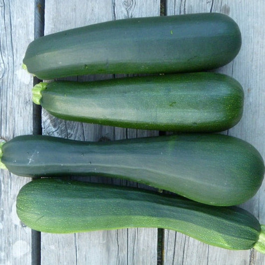 Zucchini Black Beauty - Organic - Greta's Family Gardens