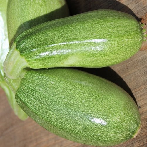 Zucchini Bolognese - Greta's Family Gardens