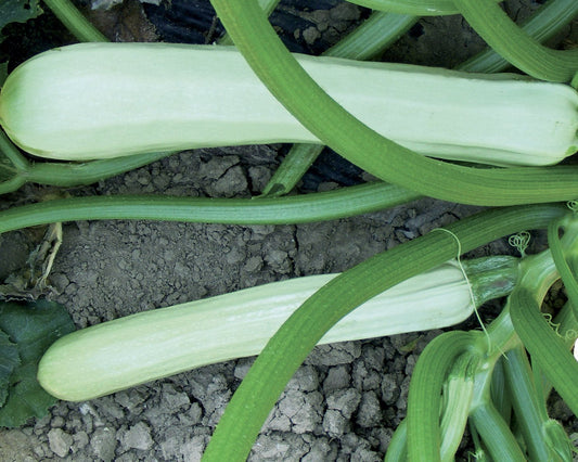 Zucchini Sicilian White - Lungo Bianco di Sicilia - Greta's Family Gardens